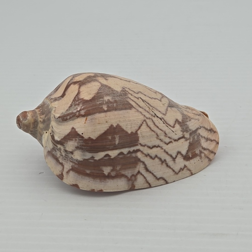 Voluta Nobilis Shell